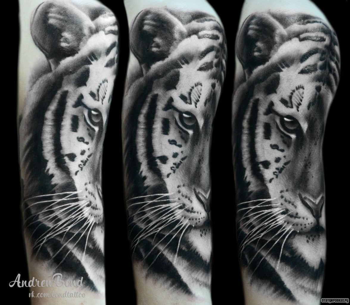 Фотография татуировки под названием «Взгляд тигра»