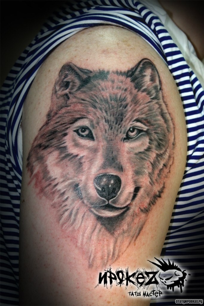 Фотография татуировки под названием «Волчица смотрящая вверх»