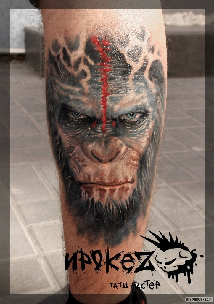 Тату горилла (8 фото) - значение татуировки, эскизы 