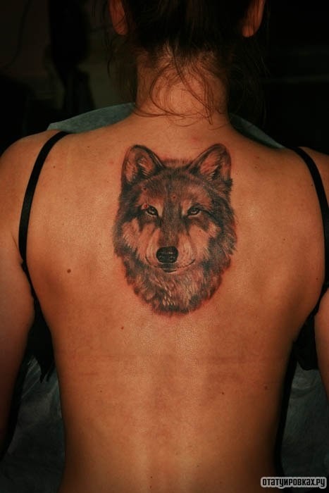 Фотография татуировки под названием «Лиса морда»