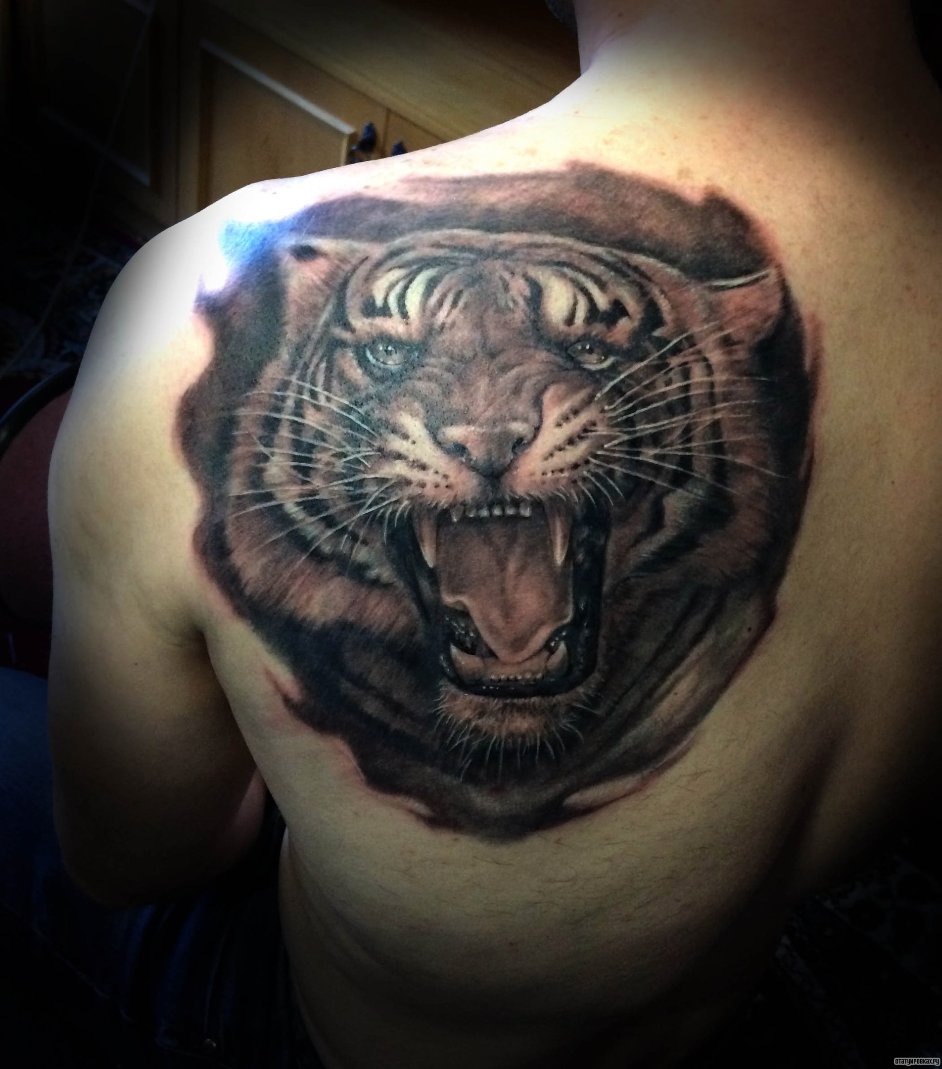 Фотография татуировки под названием «Оскал тигрицы»