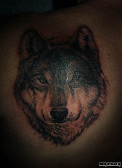 Фотография татуировки под названием «Добрый волк»