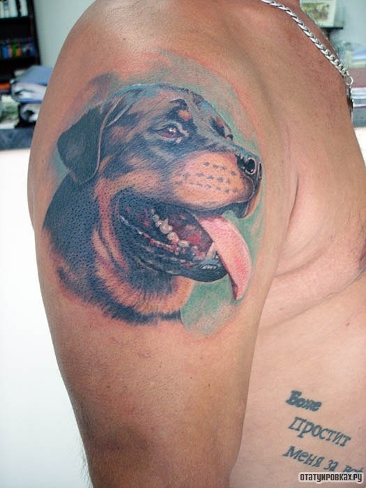 Фотография татуировки под названием «Ротвейлер с языком»