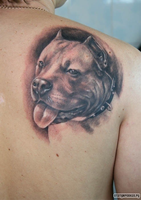 Фотография татуировки под названием «Питбуль с языком»