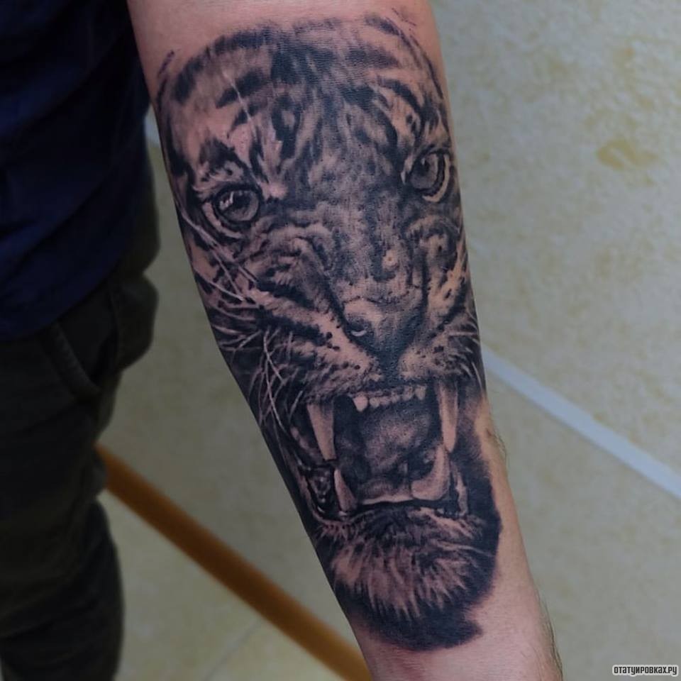 Фотография татуировки под названием «Клыки тигра»