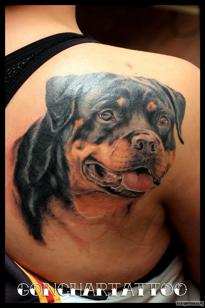 Фотография татуировки под названием «Собака ротвейлер»