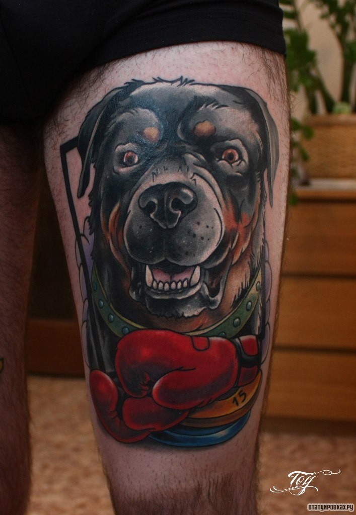 Фотография татуировки под названием «Ротвейлер и боксерские перчатки»