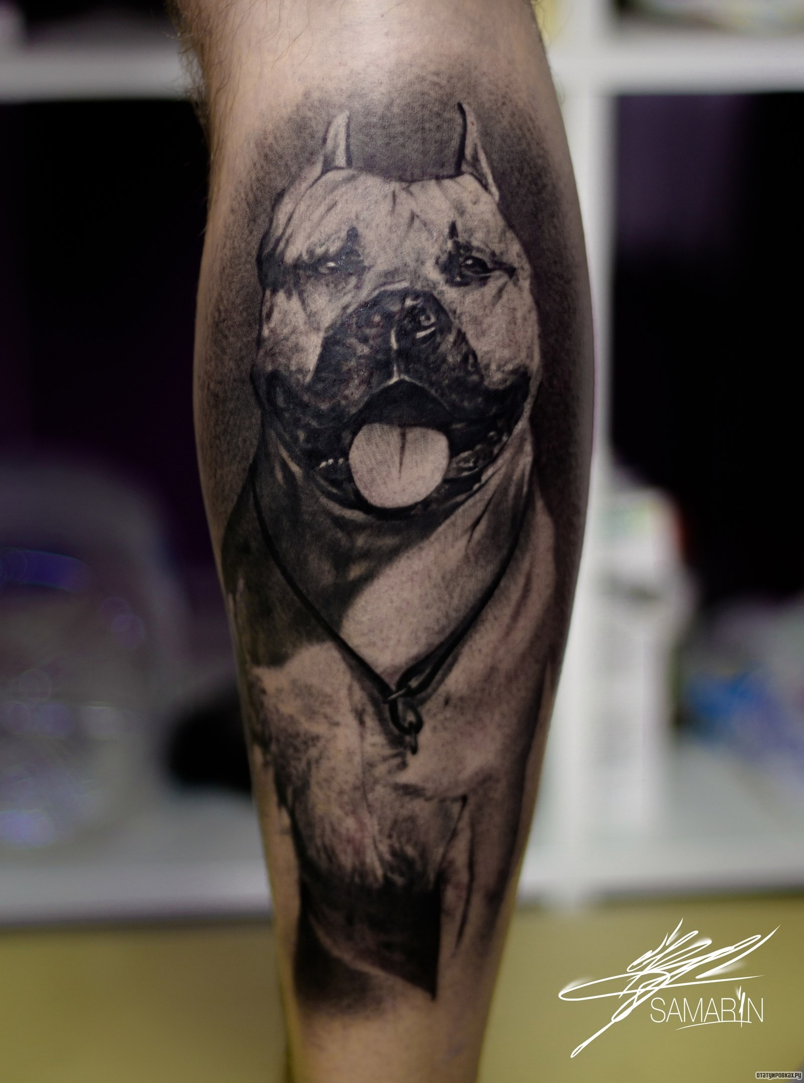 Фотография татуировки под названием «Питбудь собака на голени»