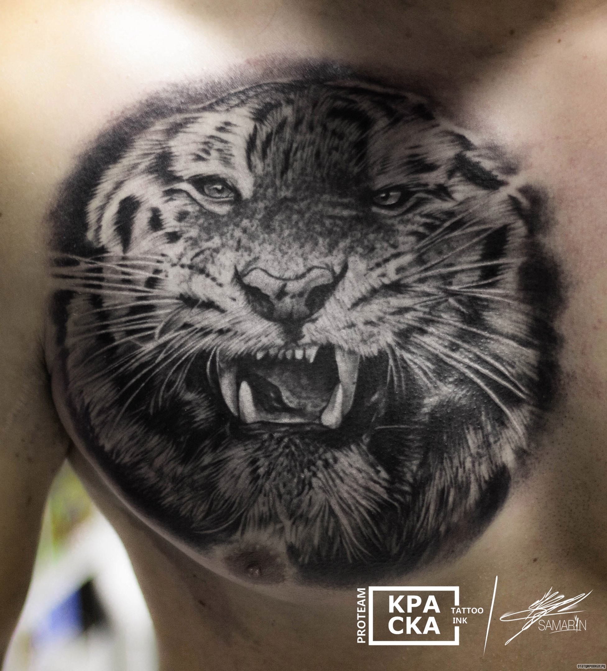 Фотография татуировки под названием «Тигр в круге на груди парня»