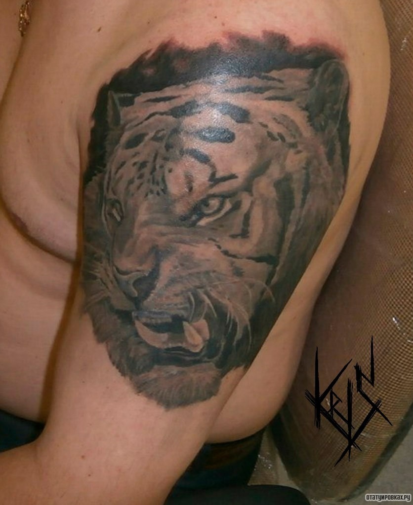 Фотография татуировки под названием «Оскал тигра на плече»