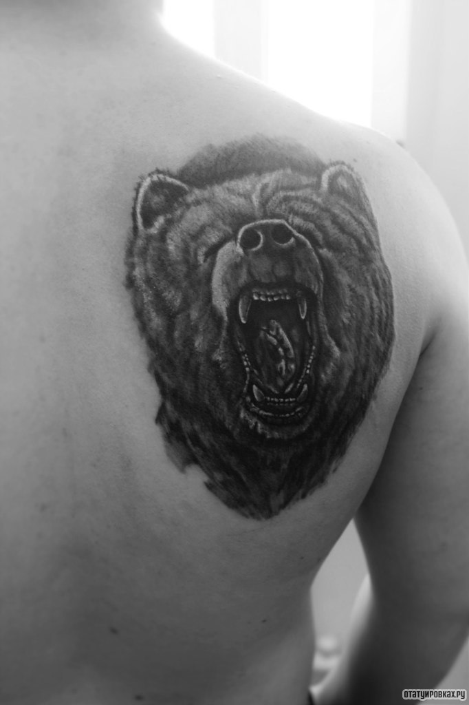 Фотография татуировки под названием «Оскал медведя на лопатке парня»