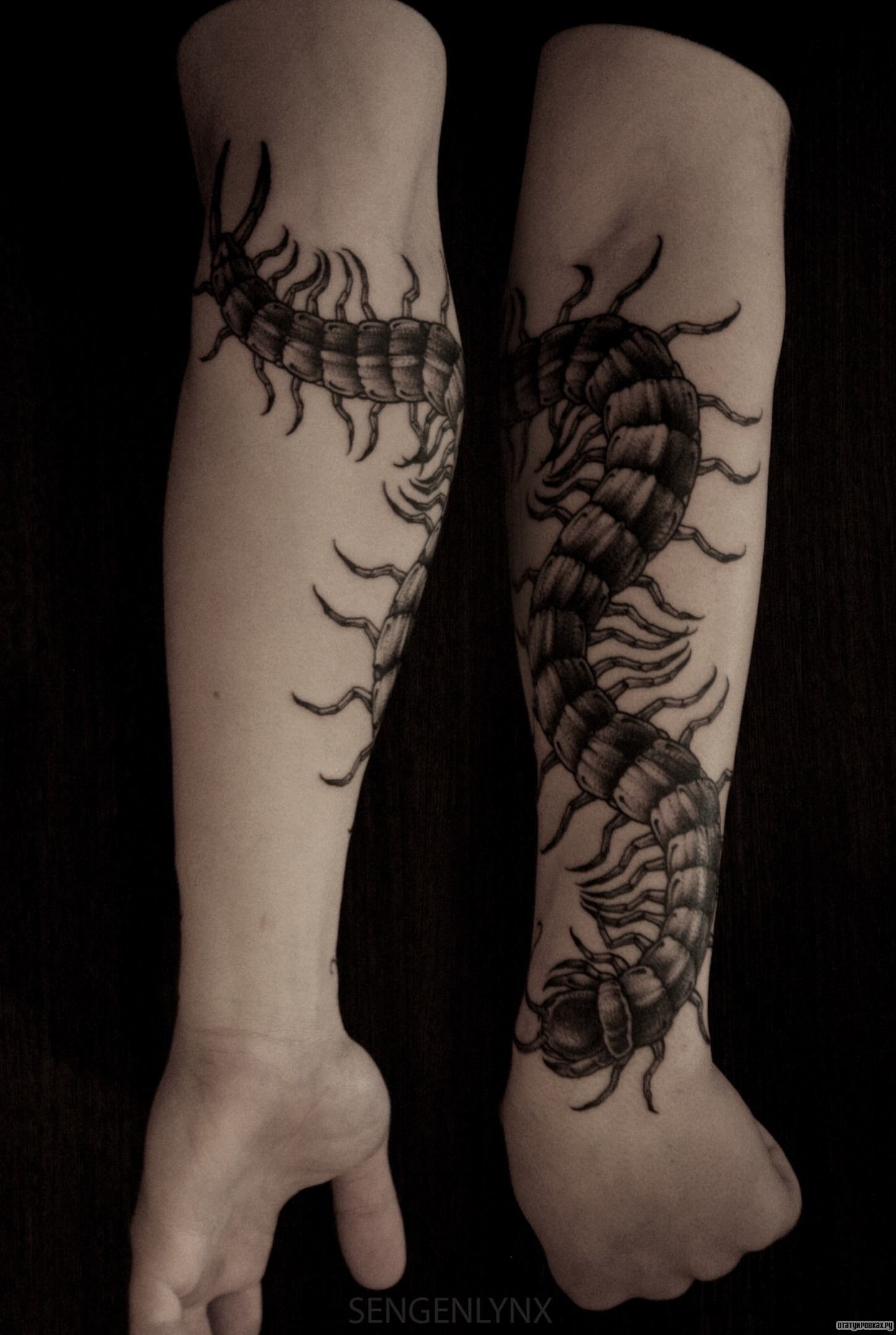 Фотография татуировки под названием «Сколопендра»