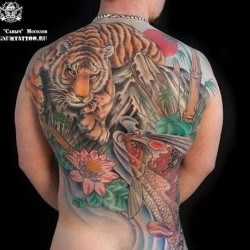 Тигр с карпом на спине