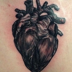 Человеческое сердце с артериями на спине
