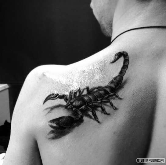 Фотография татуировки под названием «Скорпион чб»