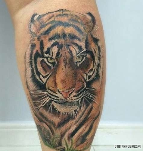 Фотография татуировки под названием «Тигр с пронзительным взглядом»