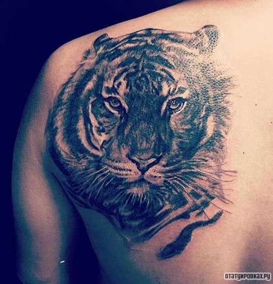 Фотография татуировки под названием «Старый тигр»
