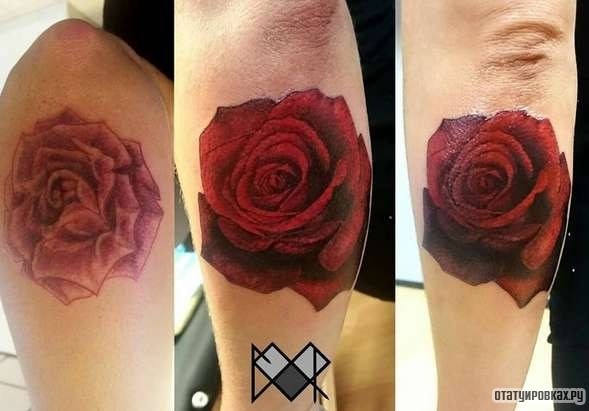 Фотография татуировки под названием «Алая роза»