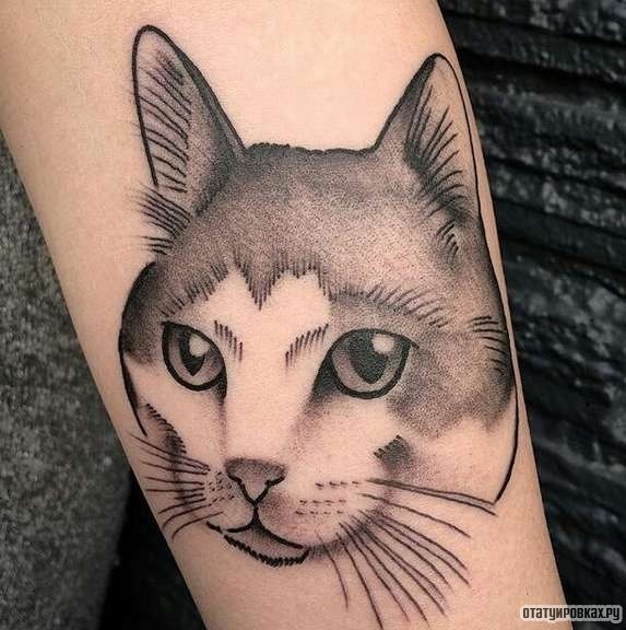 Фотография татуировки под названием «Кошка с усами»