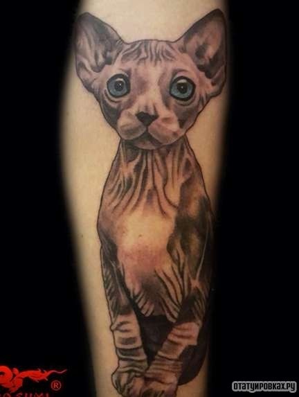 Фотография татуировки под названием «Кошка сфинкс маленькая»