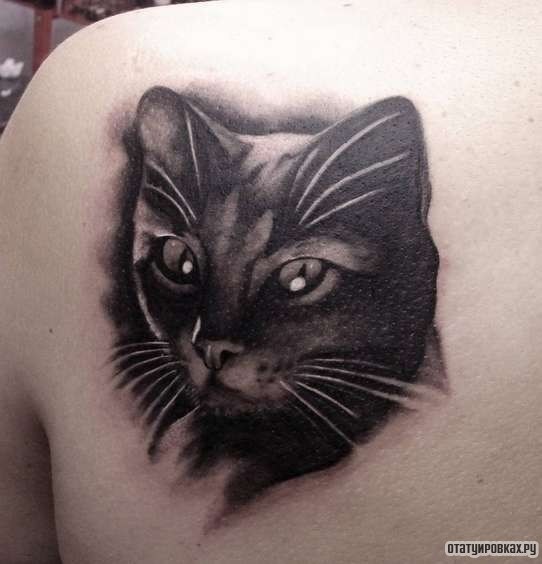 Фотография татуировки под названием «Усатый кот чб»
