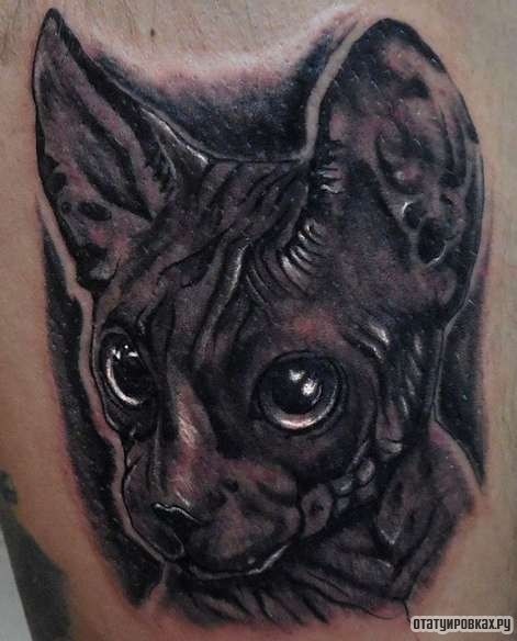 Фотография татуировки под названием «Кот сфинкс - морда»