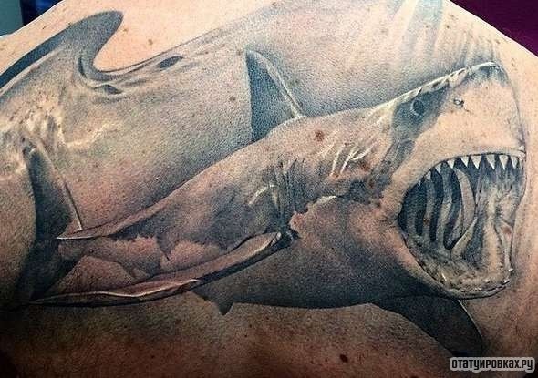 Фотография татуировки под названием «Оскал акулы»