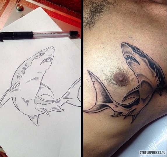 Фотография татуировки под названием «Акула повернулась»