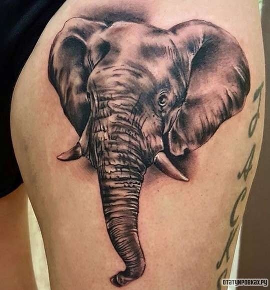 Фотография татуировки под названием «Слон с длинными бивнем»