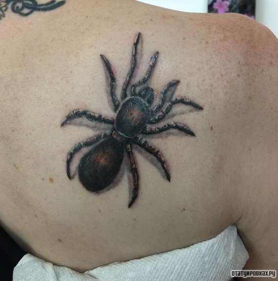 Фотография татуировки под названием «Толстый паук»