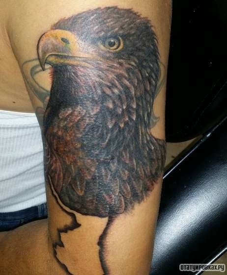 Фотография татуировки под названием «Орел каверап»