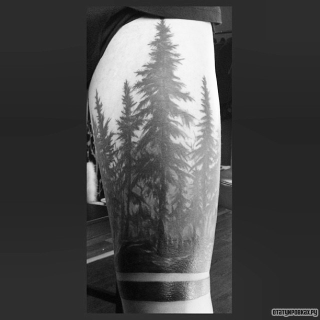 Фотография татуировки под названием «Ели в лесу»