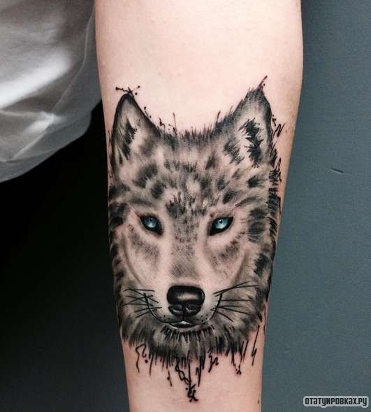 Фотография татуировки под названием «Волк с голубыми глазами»