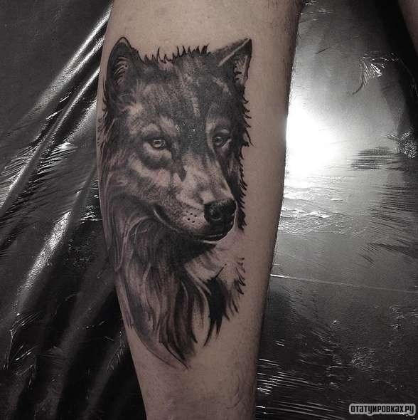 Фотография татуировки под названием «Волк чб»