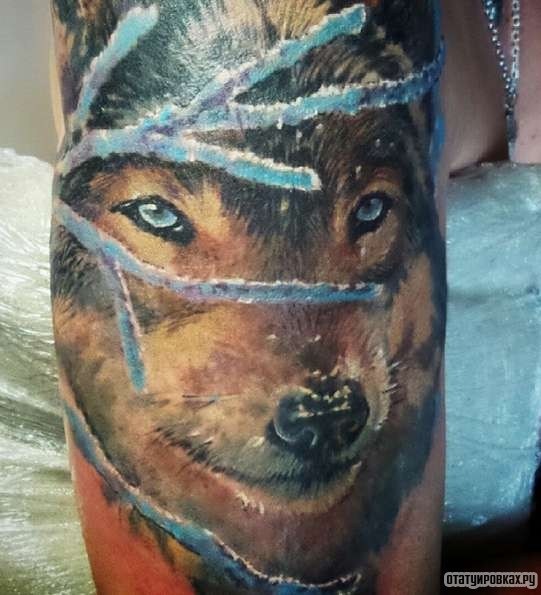 Фотография татуировки под названием «Волк за веткой дерева»