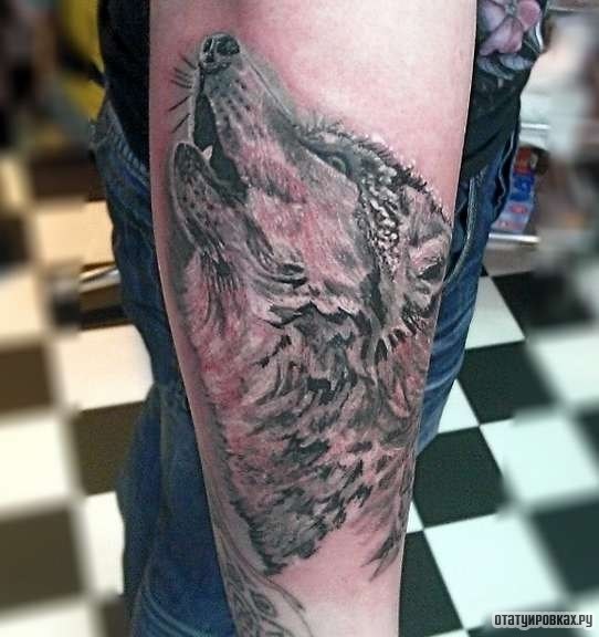 Фотография татуировки под названием «Волк воет»