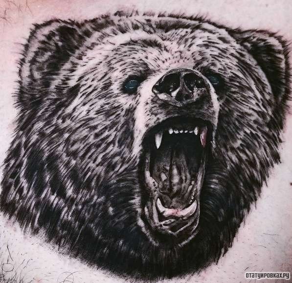 Фотография татуировки под названием «Оскал медведя чб»