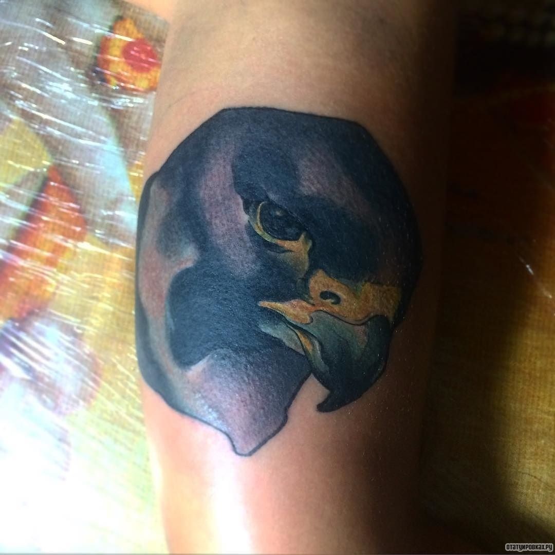 Фотография татуировки под названием «Сокол с пронзительным взглядом»