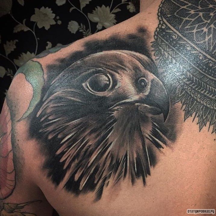 Фотография татуировки под названием «Голова сокола»