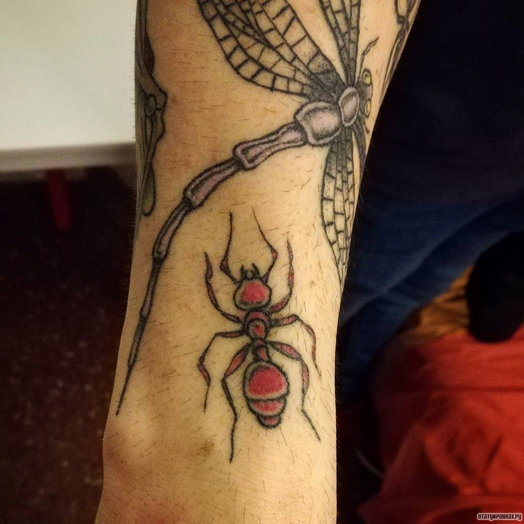 Фотография татуировки под названием «Стрекоза и муравей»