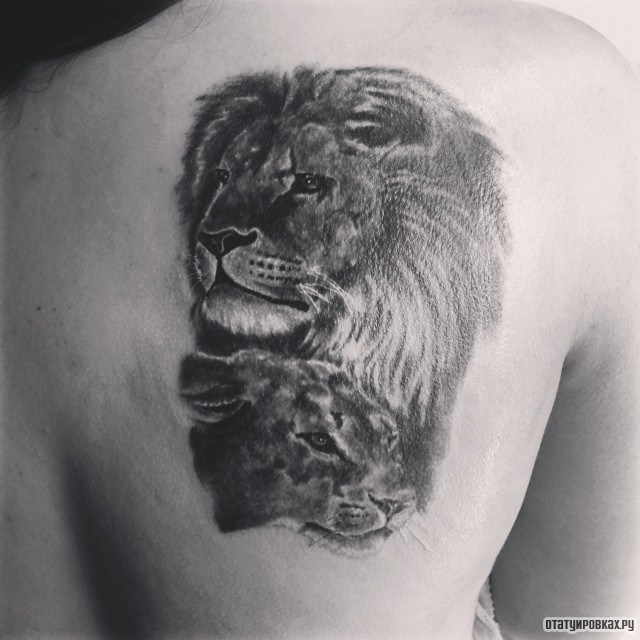 Фотография татуировки под названием «Морды льва и львицы»