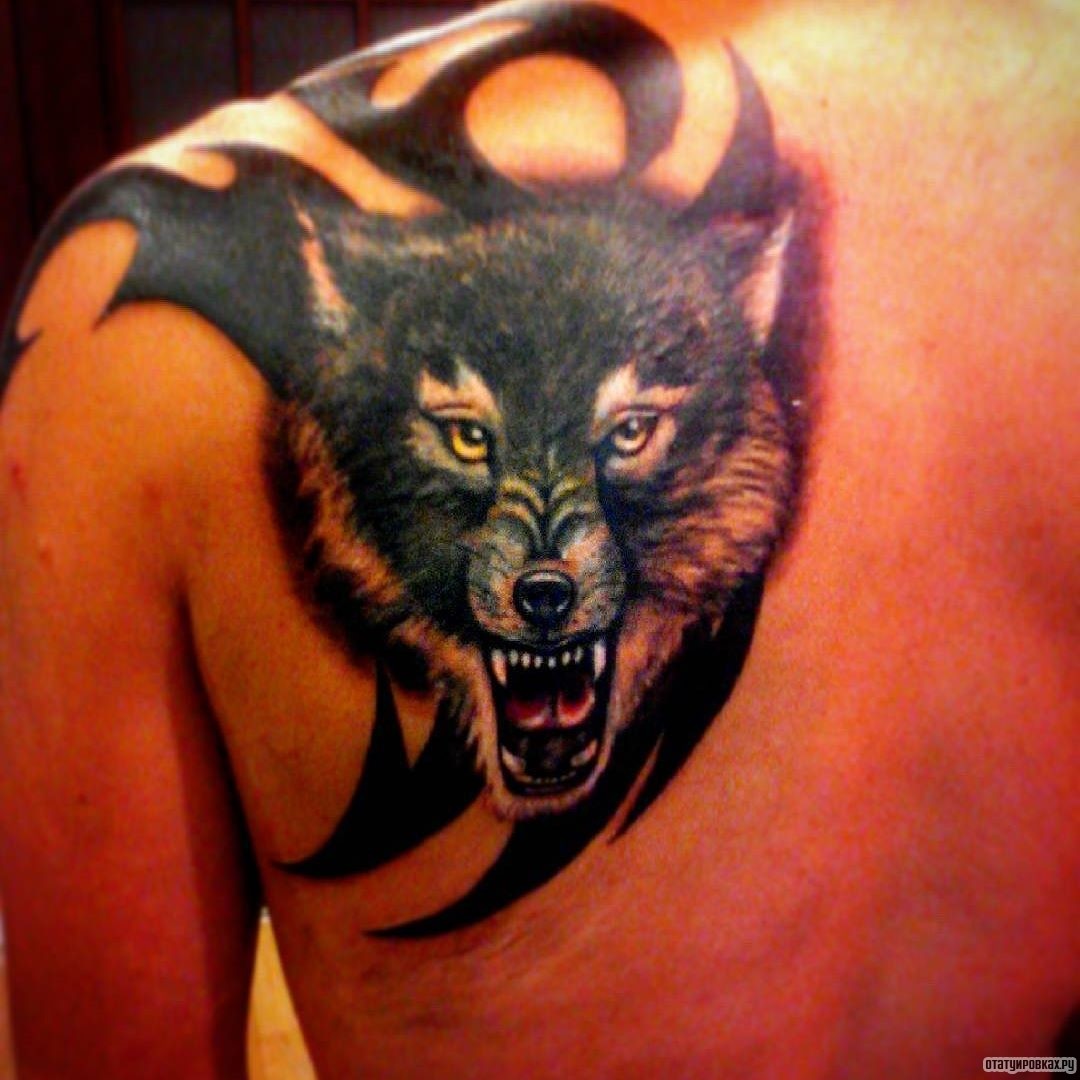Фотография татуировки под названием «Волк - оскал»