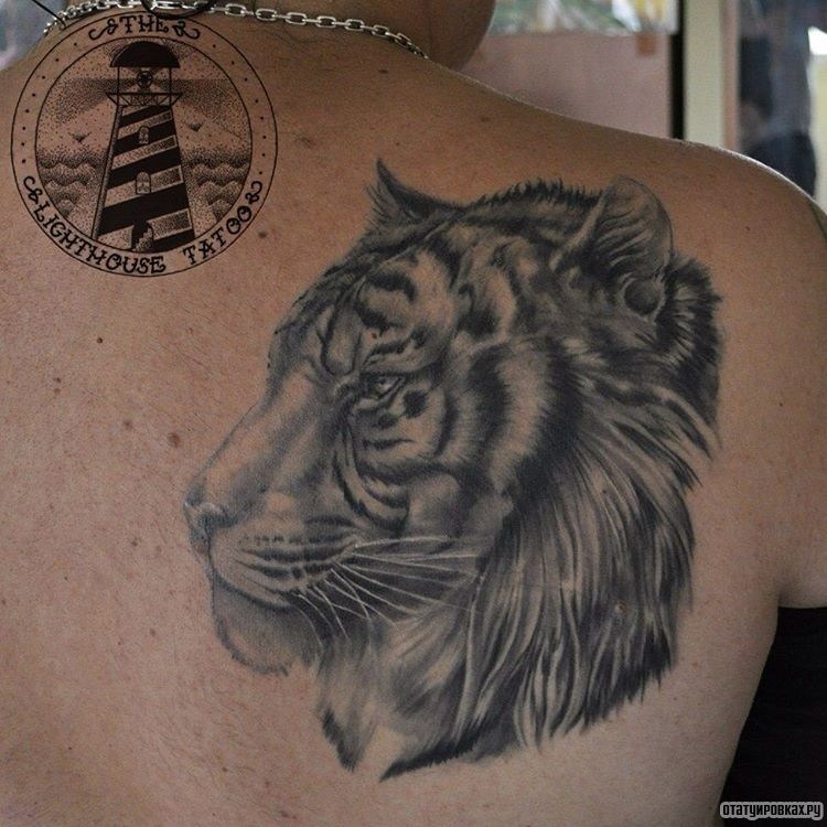 Фотография татуировки под названием «Добротная морда тигра»