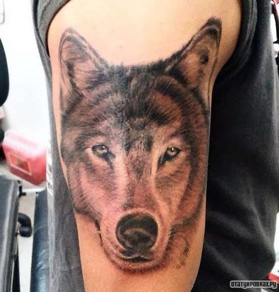 Фотография татуировки под названием «Собака волк»