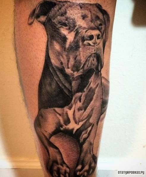 Фотография татуировки под названием «Собака питбуль»