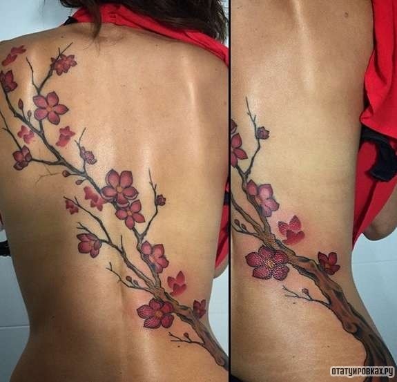 Фотография татуировки под названием «Красивая сакура»