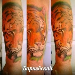Тигр морда мастера Николай Барковский