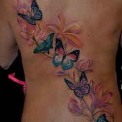 Бабочка и плюмерия в цвете