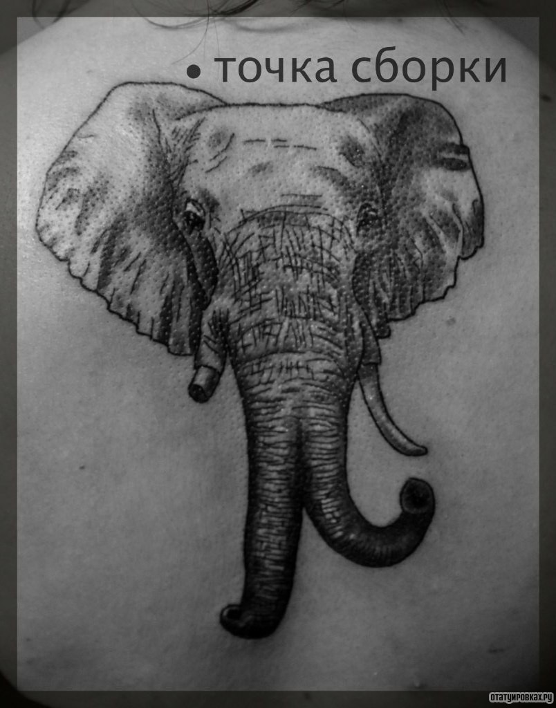 Фотография татуировки под названием «Слон с двумя хоботами»