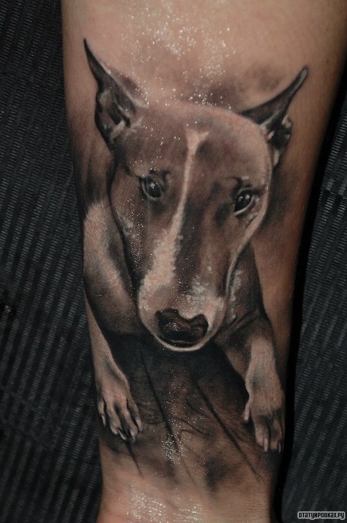 Фотография татуировки под названием «Бультерьер собака»